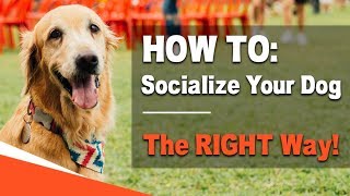 How to Socialize Your Dog  The RIGHT Way [upl. by Gaynor]