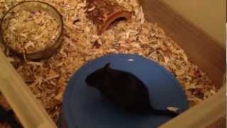 Gerbils mating at first introduction [upl. by Aysa143]