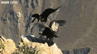 Condor Teaches Youngster to Fly Narrated by David Tennant  Earthflight  BBC [upl. by Octavie]