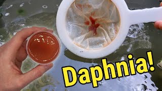 How I Culture Daphnia In Outdoor Tubs [upl. by Chadd]