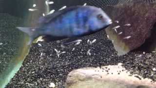 African cichlid fish releasing fry from mouth [upl. by Narib]