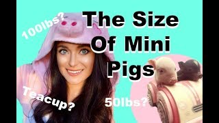 How Big Are My Mini Pigs [upl. by Ardiedak765]