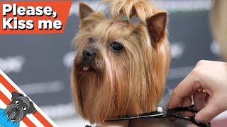 Yorkie grooming tutorial [upl. by Omer]