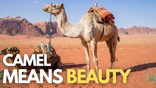 Camels Are Made For Deserts Only  Camels In The Desert Video [upl. by Treblig216]