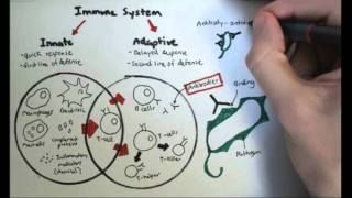 Immunology Overview [upl. by Filippa]