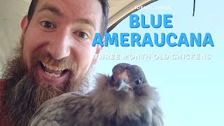 Blue Ameraucana 3MonthOld Chicks [upl. by Retsof]