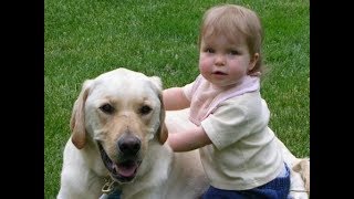 Labrador are awesome  Labrador dog protecting Kids Compilation [upl. by Fafa]