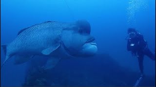 Facts The Asian Sheepshead Wrasse Kobudai [upl. by Laughry]