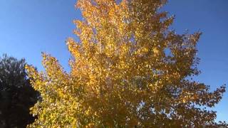 Quacking Aspen in fall color  Populus tremuloides [upl. by Nairrot735]