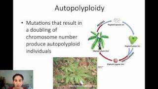 Sympatric Speciation via Polyploidy [upl. by Aset779]