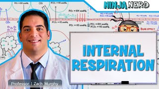 Respiratory  Internal Respiration [upl. by Cassil]