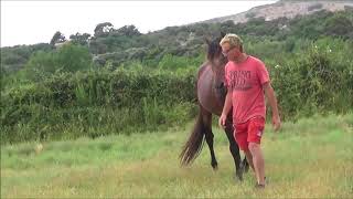 exercice equitation ethologique avec un étalon chaud bouillant [upl. by Yknarf]