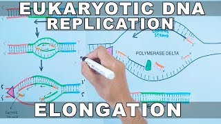 DNA Replication in Eukaryotes  Elongation [upl. by Handal]