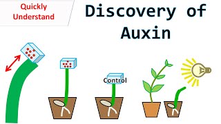 Discovery of Auxin [upl. by Leona342]