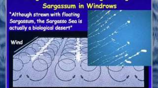 FAU OSLS  Secrets of the Sargasso Sea  Brian Lapointe PhD [upl. by Hal]