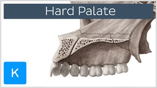 Hard palate  Function Definition amp Anatomy  Human Anatomy  Kenhub [upl. by Kuehn924]