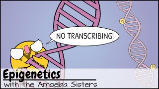 Epigenetics [upl. by Ticknor]