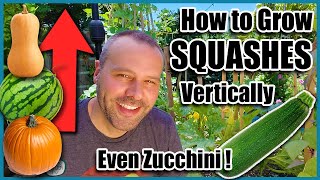 How to Grow Squash VerticallyEVEN ZUCCHINI Small Space Gardening [upl. by Hcaz]