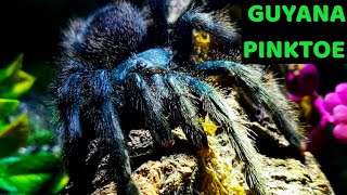 Guyana Pinktoe Tarantula Avicularia avicularia Care amp Husbandry [upl. by Carmencita]