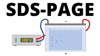 SDSPAGE explained  Protein Separation Technique [upl. by Ramburt]