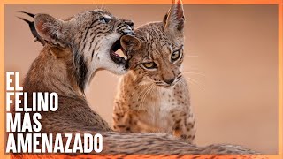 LINCE IBERICO  Mini Documental [upl. by Alket]