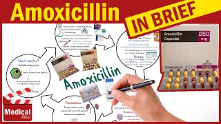 Amoxicillin 500mg Capsule What is Amoxicillin Used For Dosage Contraindications amp Precautions [upl. by Memory]