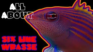 All About The Six Line Wrasse [upl. by Ezarra]