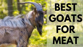 Best Goats for Meat and profit [upl. by Dibrin9]