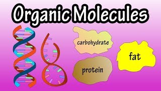 Major Groups Of Organic Molecules  What Are Organic Molecules  The Molecules Of Life [upl. by Einaffit]