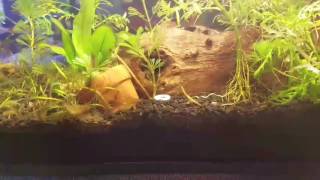 My planted tank substrate comparison ADA fluval stratum dirted eco complete flouriteamp thoughts [upl. by Finah468]