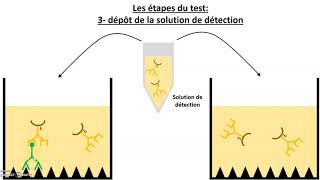 Le test immunologique ELISA [upl. by Yvor]