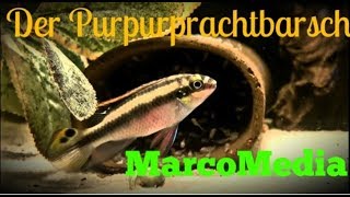 Der Purpurprachtbarsch Pelvicachromis pulcher [upl. by Anni578]