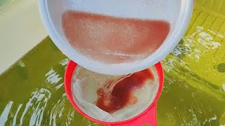 How to culture daphnia  Daphnia culture  How to grow daphnia outdoor [upl. by Elleined]