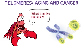 Telomeres Aging and Cancer  Science Ambassador Scholarship 2017 [upl. by Leake560]