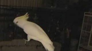 Snowball TM  Our Dancing Cockatoo [upl. by Aissyla]