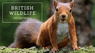 British Wildlife  Red Squirrels [upl. by Rysler973]