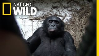 Bonobo Apes Express Empathy Willingly Help Strangers  Nat Geo Wild [upl. by Stambaugh]