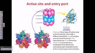 Proteasome and protein degradation [upl. by Forras]