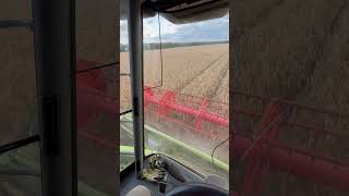 Harvesting Triticale [upl. by Tonya363]