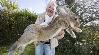 Real Life EASTER BUNNY Caught On Camera [upl. by Towny]