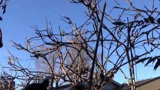 Kiwi Pruning and Maintence [upl. by Ulric]