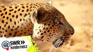 Leopard Ein wilder Passagier  OLI´s Wilde Welt  SWR Kindernetz [upl. by Annaicul165]