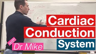 Cardiac Conduction System  Cardiology [upl. by Dhumma324]