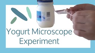 Yogurt Microscope Experiment [upl. by Eneja7]