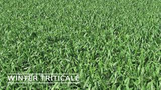 Winter Triticale [upl. by Ame363]