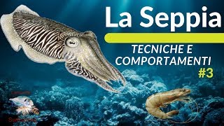 LA SEPPIA TECNICHE di PESCAABITUDINI e HABITAT 3 [upl. by Rawna]