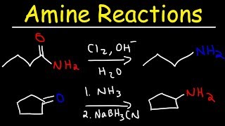 Amine Synthesis Reactions [upl. by Cassandra940]