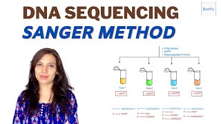 Dideoxy DNA Sequencing  Sanger method [upl. by Assiran679]