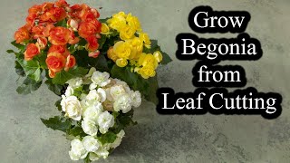 How to Grow Begonias from Leaf Cutting  Full Guide [upl. by Drandell]