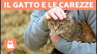 Dove accarezzare un gatto  LE SUE ZONE PREFERITE [upl. by Bbor]